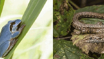  Curso Anfibios y reptiles de Aragn y Pirineos