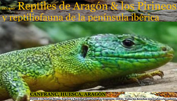  I CURSO Reptiles de Aragn & los Pirineos y reptiliofauna de la pennsula ibrica